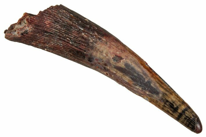 Fossil Pterosaur (Siroccopteryx) Tooth - Morocco #354866